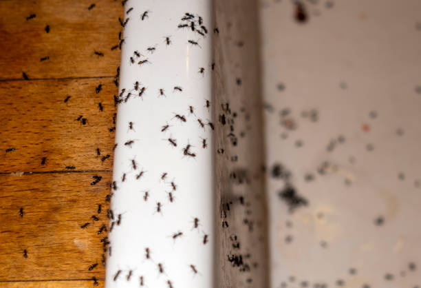 Best Mosquito Control Services  in Bethlehem Village, CT