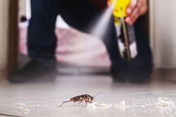Best Pest Inspection Near Me  in Bethlehem Village, CT
